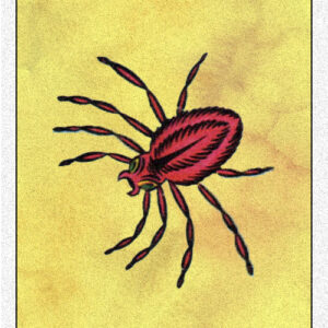 44. Spider